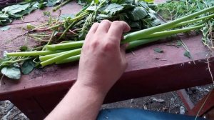 Какую траву можно давать бройлерам, прямо с огорода и в кармушки