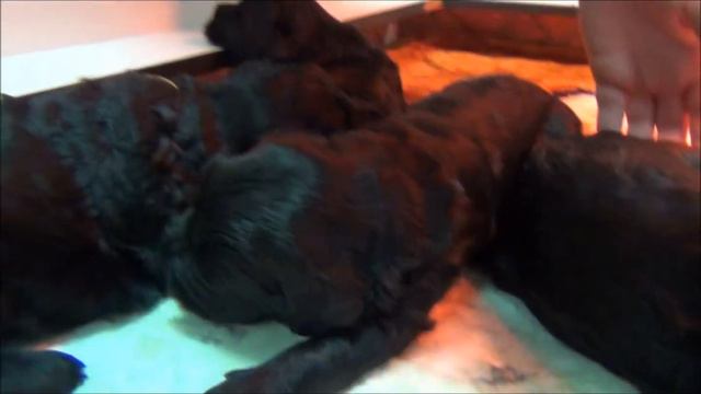 Black Russian Terrier - Bogoroditskoi kennel - Litter 'G' смотреть онлайн