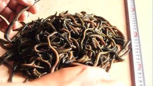 болотный червь (болотник)