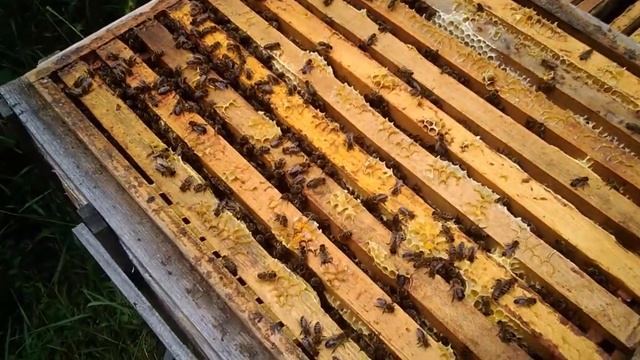 Разные рамки для пчел на пасеке. Системы ульев которые я использую. Улья на рамку 300, 230, 145