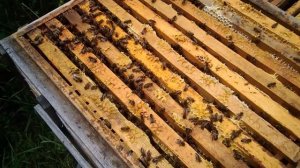 Разные рамки для пчел на пасеке. Системы ульев которые я использую. Улья на рамку 300, 230, 145