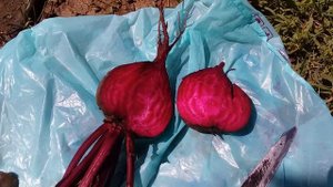 Столовая свекла " Бычья кровь ".