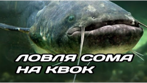 Рыбалка на сома. Урез! Ловля сома на квок
