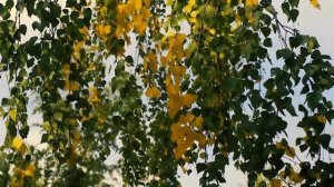 Ветки осенней березы. Осенняя береза | Футажи красивая природа [FullHD]