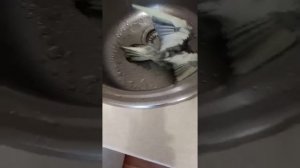 Как купать попугая Корелла, помыть? Купание в воде из-под крана. Чириканье кореллы после душа