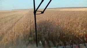 комбайн вектор 410 уборка подсолнуха