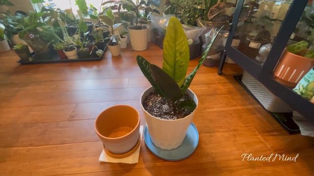 Repotting my Anthurium Superbum | Plant Care