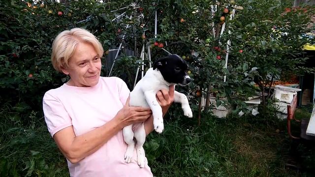 метис-терьер смотреть онлайн