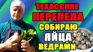 Техасские перепела. Собираю яйца ведрами. Содержание.