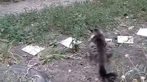 Кот нападает на мышь - Cat attack mouse