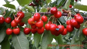 Черешня средний Бряночка (brianochka) ? черешня Бряночка обзор: как сажать саженцы черешни Бряночка