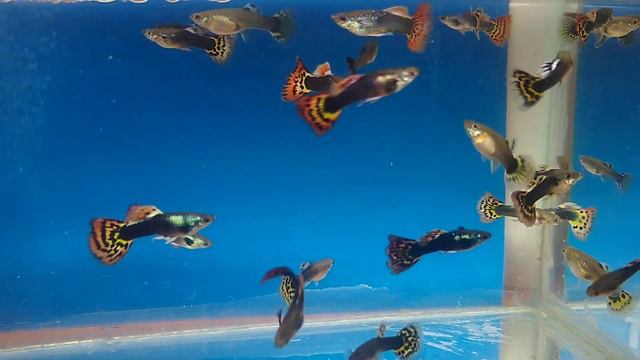 Результат скрещивания рыбки подросли и начали окрашеваться. смотреть онлайн