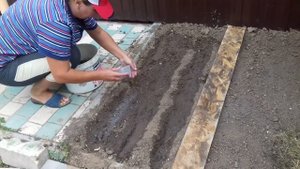 Посадка укропа и петрушки в июле// Зелень на зиму