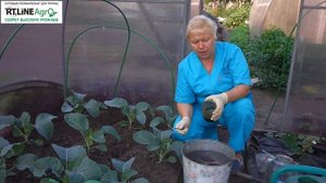 ? Подкормка цветной капусты. Выращивание капусты цветной осенью в теплице.