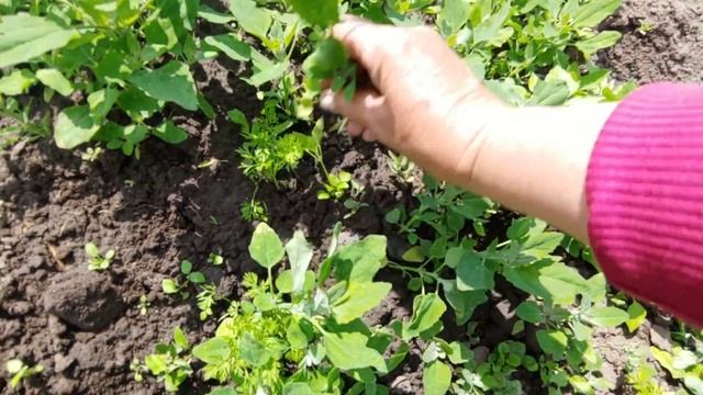 як я прориваю моркву ... смотреть онлайн