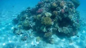 Coral reef Piramissa Sahl Hasheesh Hurgada Egypt 🏖️Кораллы отеля Пирамисса Сах Хашиш Хургада!