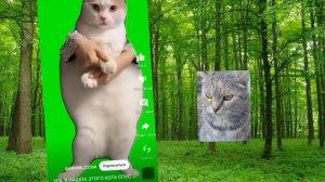 мем мем#мемыкотики
