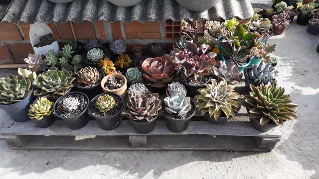 minhas suculentas na laje depois da água da mamona vamos vê 👀👀 смотреть онлайн