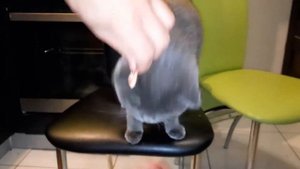 Будет ли Шотландский Кот Есть Креветки