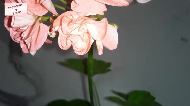 Розовые облака пеларгонии Mimi смотреть онлайн