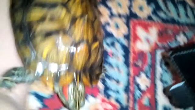 Вынул черепахи смотреть онлайн