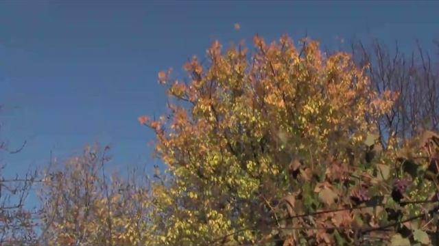 @Виноград, дача, осень 2015 смотреть онлайн