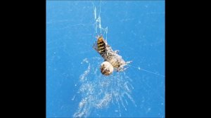 НЕ ЗНАЛИ ?. Как пауки окукливают свою добычу... СМОТРИТЕ!!!