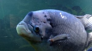 Гурами Промысловые Гигантские гурами. Animals & fish.