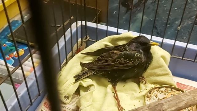 Скворца назвали Жорик 21 04 20 г смотреть онлайн