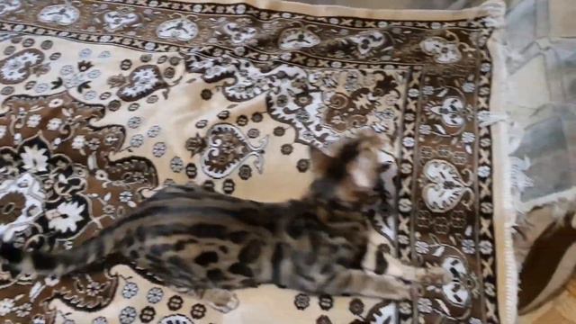 Бенгальский котик Барни