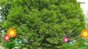 Граб обыкновенный. Краткий обзор, описание характеристик carpinus betulus