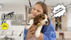 Как я назвала собаку от Влада Бумаги А4? - ответ в этом видео