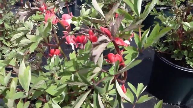 Dicentra Valentine GS смотреть онлайн