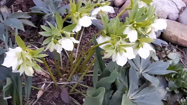 Морозник в моем саду смотреть онлайн