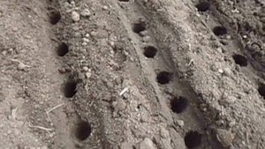 КАК ПРАВИЛЬНО ПОСЕЯТЬ РАННИЙ РЕДИС  Видеоурок Ольги Черновой 12 апреля 2017 года