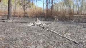 Канадский волк   гибрид. По следам лесных пожаров. Сибирь.