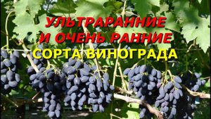 Ультраранние и очень ранние сорта на моем винограднике
