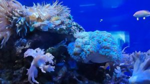 Океанариум | Музей Мирового Океана | Калининград