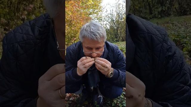 Охота на трюфель белый ароматный.