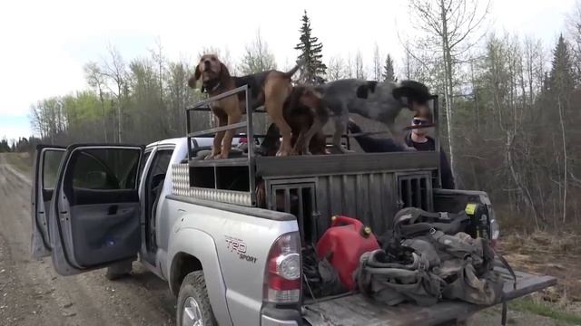 Охота на кабана и медведя. Охотничьи приключения в Норвегии / NORDIC WILD HUNTER (Охотник и рыболов смотреть онлайн