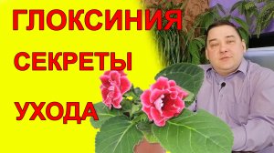 9 секретов ухода за глоксинией. Не узнаешь - расти не будет!