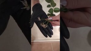 Укоренение черенков роз в воде.???