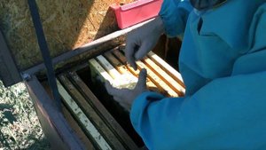 ПОДСАДКА ПЛОДНОЙ МАТКИ ПОД КОЛПАЧОК