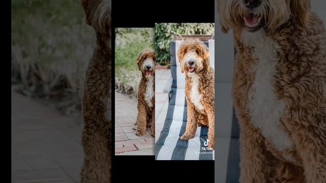 Golden Retriever, Mini Bernedoodle, and a Goldendoodle hanging out in Palm Springs