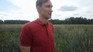 Пырей сизый почти как многолетняя пшеница