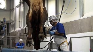 Arranca el Rastro Tipo Inspección Ferderal