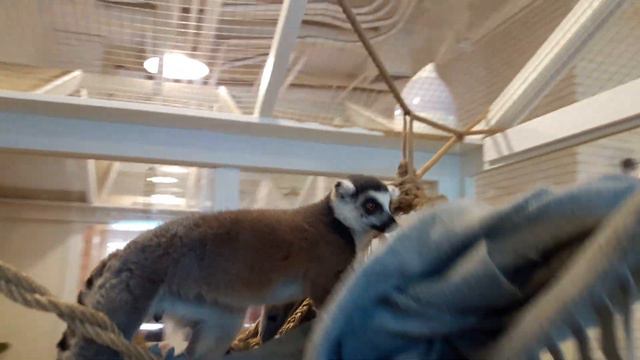 ИГРИВЫЙ ЛЕМУР сидит на голове у ЖЕНИ и умывается смотреть онлайн