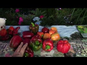 Вяленные перцы