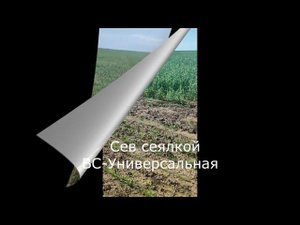 Оренбург посевная 2024 года сравнение всходов сеялка СКП 2,1 И сеялка ВС Универсальная