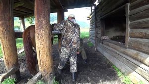 Горный Алтай, седлаем коня, как подковать коня, укрощение лошадей.